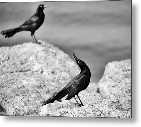 Animals Metal Print featuring the photograph Courtship by Mary Lee Dereske