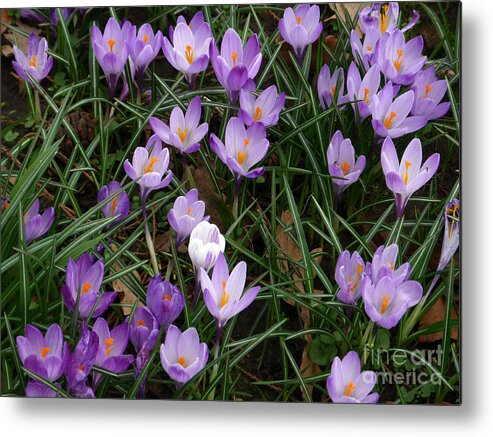 Crocus Metal Print featuring the photograph Crocus Flowers - Early Spring by Phil Banks