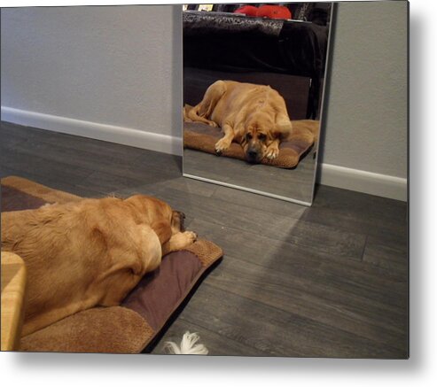 Bloodhound Metal Print featuring the photograph Cujo's Image by Val Oconnor