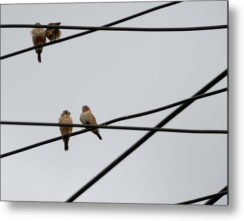Cut-throat Finch Metal Print featuring the photograph Cut-throat Wires by Ian Ashbaugh