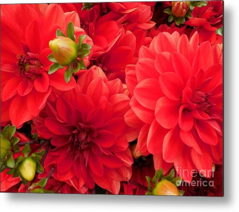 Fall Metal Print featuring the photograph Red Dahlias by Teresa A Lang