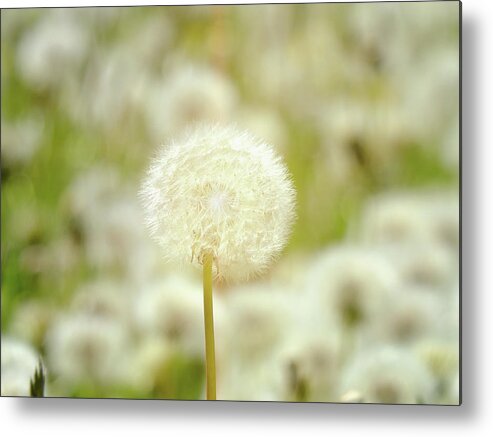 Tranquility Metal Print featuring the photograph Dandelion Seed Head by Rolfo Rolf Brenner