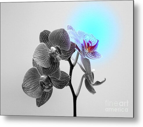 Orchid Metal Print featuring the photograph Dare To Be Unique by Renee Trenholm