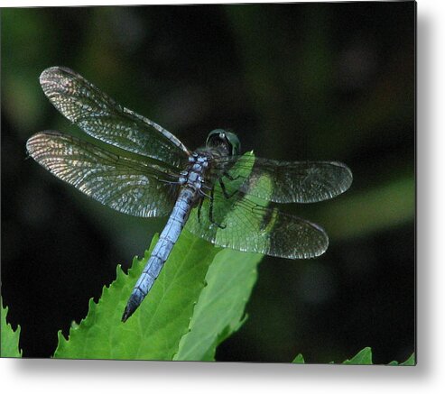 Blue Dasher Dragonfly Metal Print featuring the photograph Dasher in Blue by Cleaster Cotton