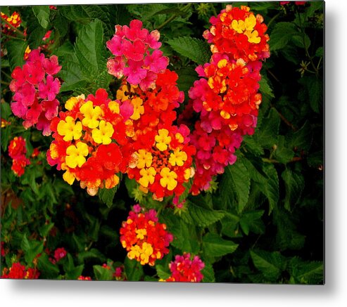 Fine Art Metal Print featuring the photograph Day Glo Summer by Rodney Lee Williams