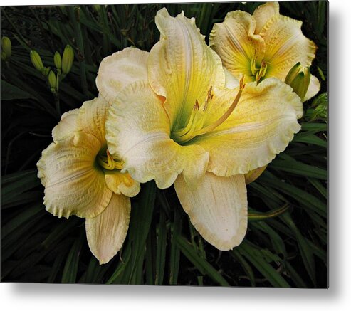 Day Lilies Metal Print featuring the photograph Day lilies a short life by David Dehner