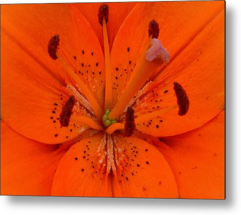 Flowers Metal Print featuring the photograph Daylily heart by Ellen Paull