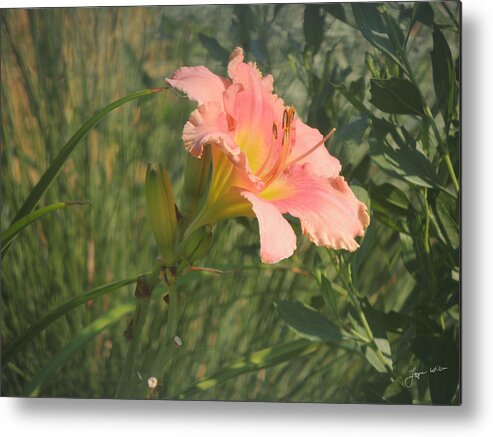 Daylily Metal Print featuring the photograph Daylily in the Sun by Jayne Wilson