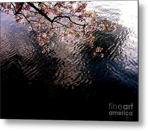 Washington Dc Metal Print featuring the photograph DC Cherry and Black by Jacqueline M Lewis