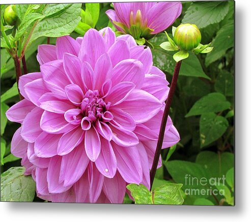 Flowers Metal Print featuring the photograph Decadent Dahlia  by Elizabeth Dow