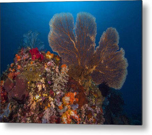 Sea Fan Metal Print featuring the photograph Deep Fan Of Bali by Terry Cosgrave