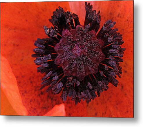 Flowers Metal Print featuring the photograph Deep in Bloom by Suzy Piatt