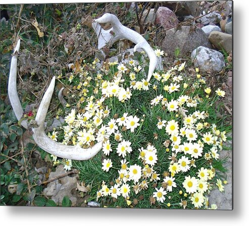 Nature Metal Print featuring the photograph Deer Antler two by J L Zarek