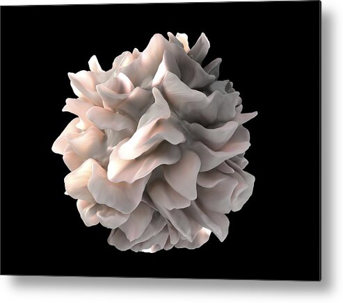 Dendritic Cell Metal Print featuring the photograph Dendritic cell, SEM by Science Photo Library