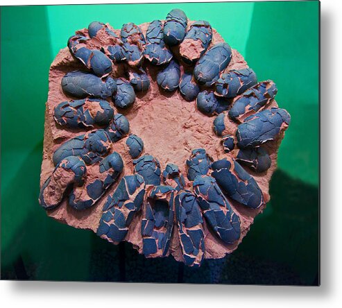 Dinosaur Eggs Metal Print featuring the photograph Dinosaur Eggs by Millard H Sharp