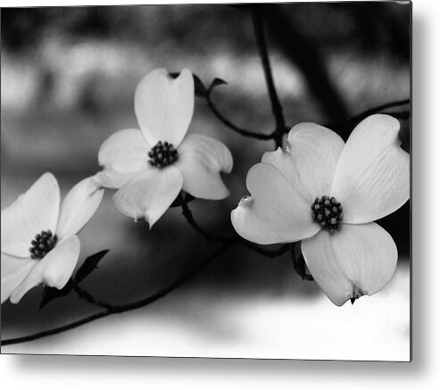 Dogwood Metal Print featuring the photograph Dogwood Black and White by Andrea Anderegg