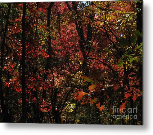 Woods Metal Print featuring the photograph Dogwood by Fred Sheridan
