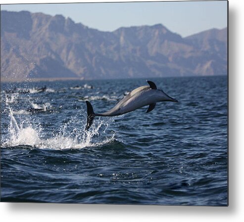 Seascape Art Metal Print featuring the photograph Dolphin Dance by Kandy Hurley