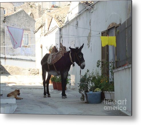 Donkey Metal Print featuring the photograph Donkey by Archangelus Gallery