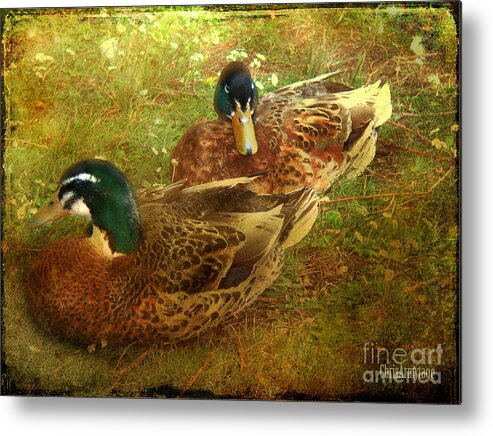 Ducks Metal Print featuring the photograph Down by the Lake by Chris Armytage