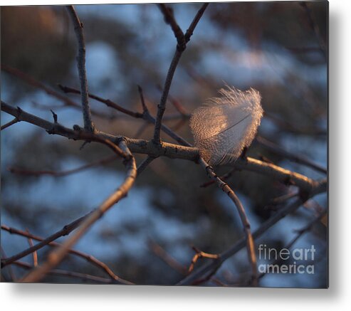 Branch Metal Print featuring the photograph Downy Feather Backlit on Wintry Branch at Twilight by Anna Lisa Yoder