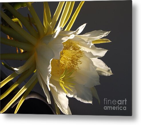 Dragon Fruit Metal Print featuring the photograph Dragon Fruit Blossom In Profile by Jussta Jussta
