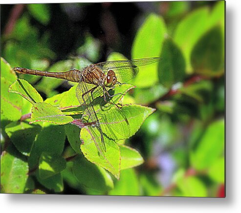 Dragon Fly Metal Print featuring the photograph Dragonfly In Green by Suzy Piatt