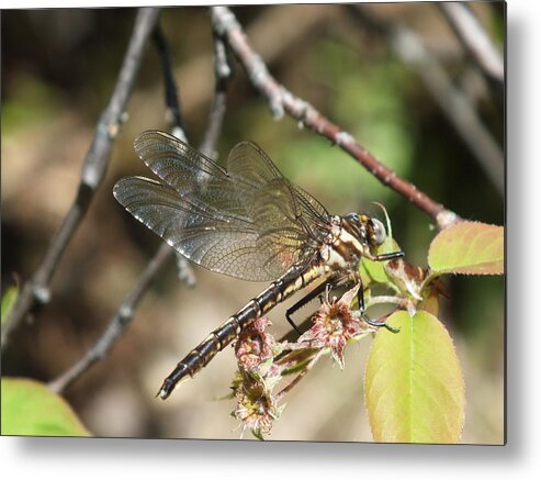 New England Metal Print featuring the photograph Dragonfly Up Close by Gene Cyr