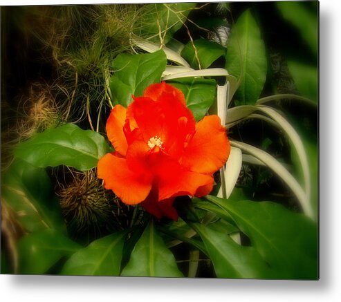Fine Art Metal Print featuring the photograph Dream Flower by Rodney Lee Williams