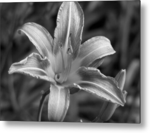 Floral Metal Print featuring the photograph Dream of Lily by Lisa Blake