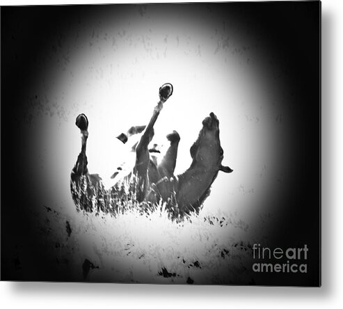 Horse Metal Print featuring the photograph Drop and Roll by Cheryl Baxter