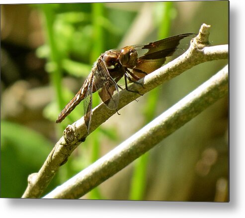 Dragon Fly Metal Print featuring the photograph Drying by Azthet Photography