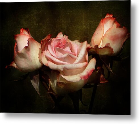 Rose Metal Print featuring the photograph Dusty Rose by Blair Wainman