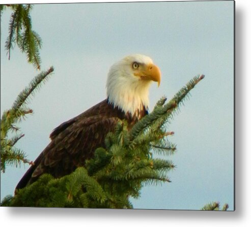 Landscape Metal Print featuring the photograph Eagle in Tree by Gallery Of Hope 