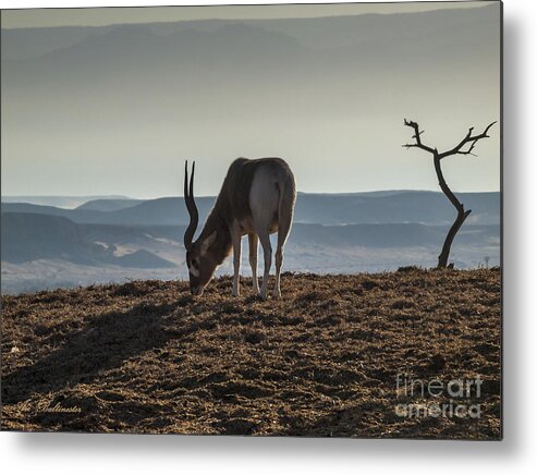 Antelope Metal Print featuring the photograph Early breakfast by Arik Baltinester