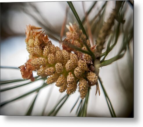 Pines Metal Print featuring the photograph Early Pinecones by Andy Smetzer
