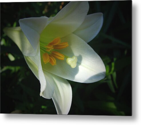 Easter Lily Metal Print featuring the photograph Easter Lily II by Stacy Michelle Smith