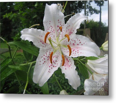 Garden Metal Print featuring the photograph Easter Lily by Wendy Coulson