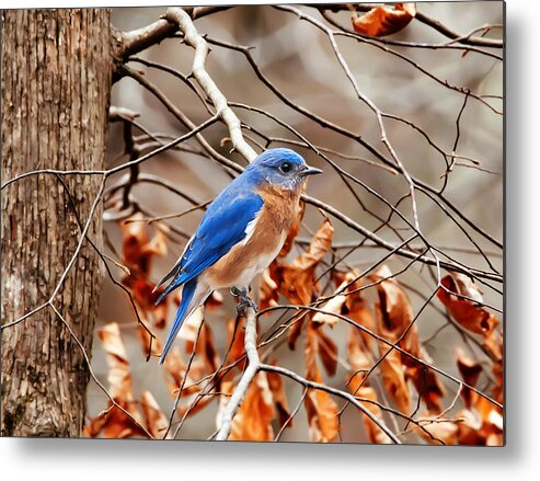 Nature Photography Metal Print featuring the photograph Eastern Blue Bird by Michael Whitaker