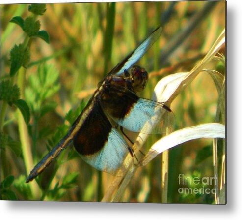 Nature Metal Print featuring the photograph Elegant Dragonfly by Gallery Of Hope 