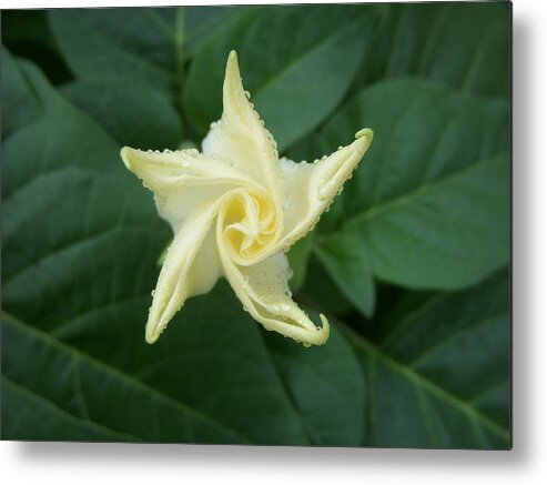 Angel's Trumpet Metal Print featuring the photograph Emerging Angel by Terri Waselchuk