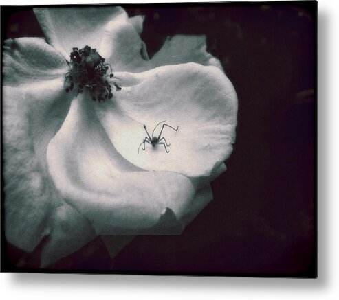 Rose Metal Print featuring the photograph English Rose with Visiting Spider by Louise Kumpf