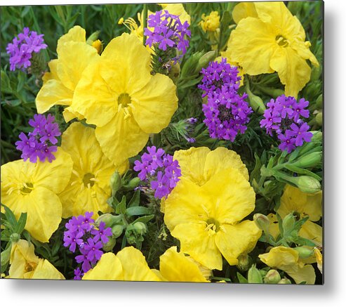 00176684 Metal Print featuring the photograph Evening Primrose and Prairie Verbena by Tim Fitzharris