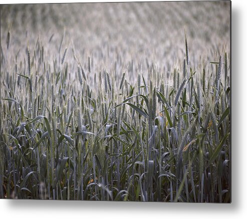 Wheat Metal Print featuring the photograph Evening Wheat by Angie Rea