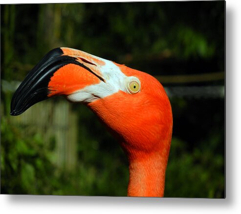 Flamingo Metal Print featuring the photograph Eye of the Flamingo by Bill Swartwout