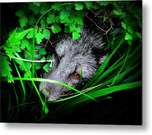 Eyes Metal Print featuring the photograph Eyes in the Bushes by Zinvolle Art