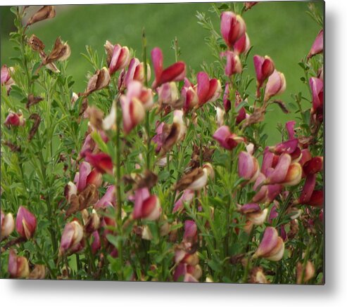  Metal Print featuring the photograph Fall Flowers by Ashley Campbell