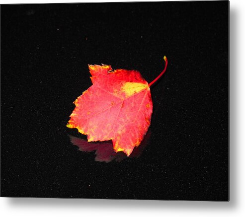 Leaf Metal Print featuring the photograph Fall by Melanie Leo