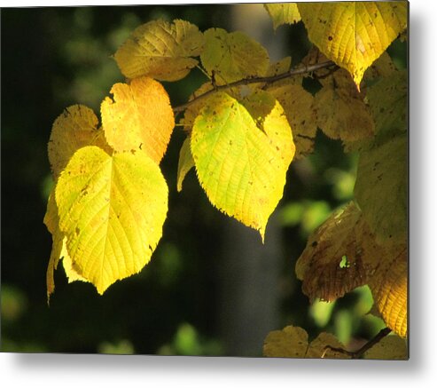 Beech Tree Metal Print featuring the photograph Fall Yellow Beech Leaves by David T Wilkinson