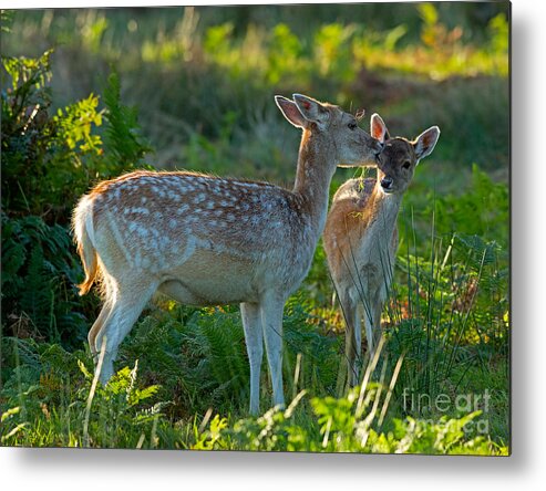 Fallow Metal Print featuring the photograph Fallow deer doe with fawn by Louise Heusinkveld